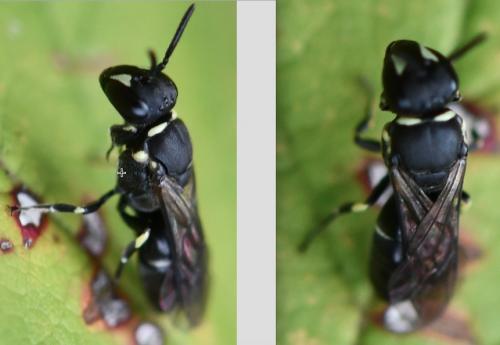 Hylaeus sp.